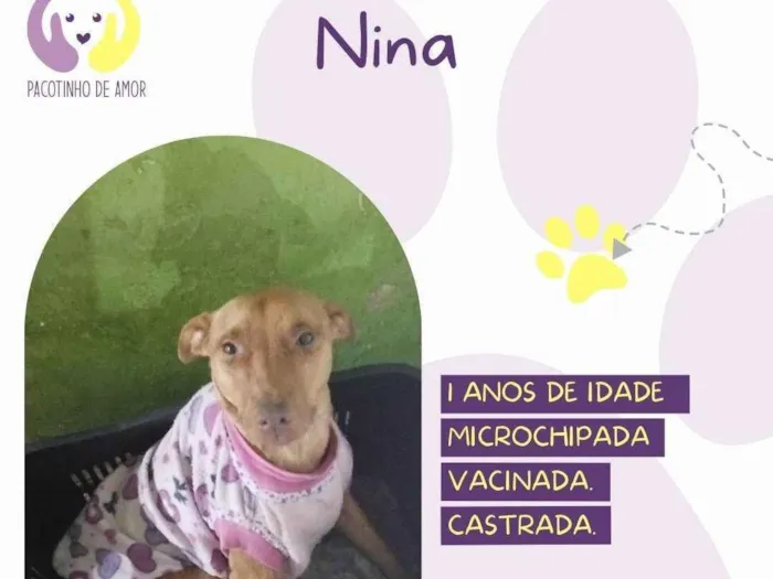 Cachorro ra a SRD-ViraLata idade 1 ano nome Nina