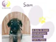 Sam