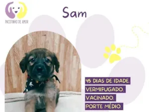Cachorro raça SRD-ViraLata idade 2 a 6 meses nome Sam