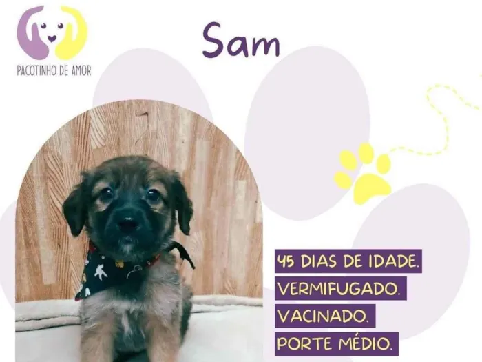 Cachorro ra a SRD-ViraLata idade 2 a 6 meses nome Sam