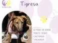 Tigresa