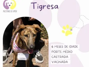 Cachorro raça SRD-ViraLata idade 7 a 11 meses nome Tigresa