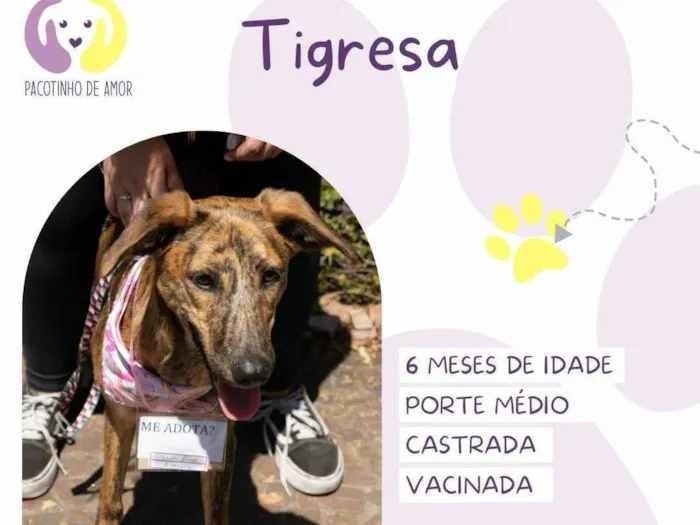Cachorro ra a SRD-ViraLata idade 7 a 11 meses nome Tigresa