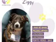 Ziggy