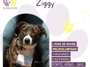 Cachorro raça SRD-ViraLata idade 1 ano nome Ziggy