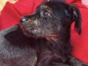 Cachorro raça SRD-poodle idade 7 a 11 meses nome Laurinha e Sacha