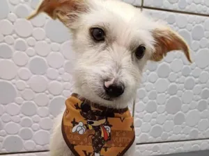 Cachorro raça Sem raça  idade 2 a 6 meses nome Branco 