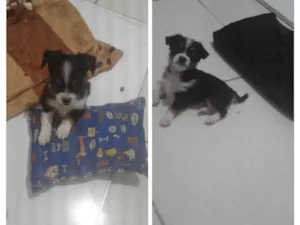 Cachorro raça Vira lata idade Abaixo de 2 meses nome Menina 