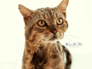 Gato raça SRD-ViraLata idade 5 anos nome ZEUS