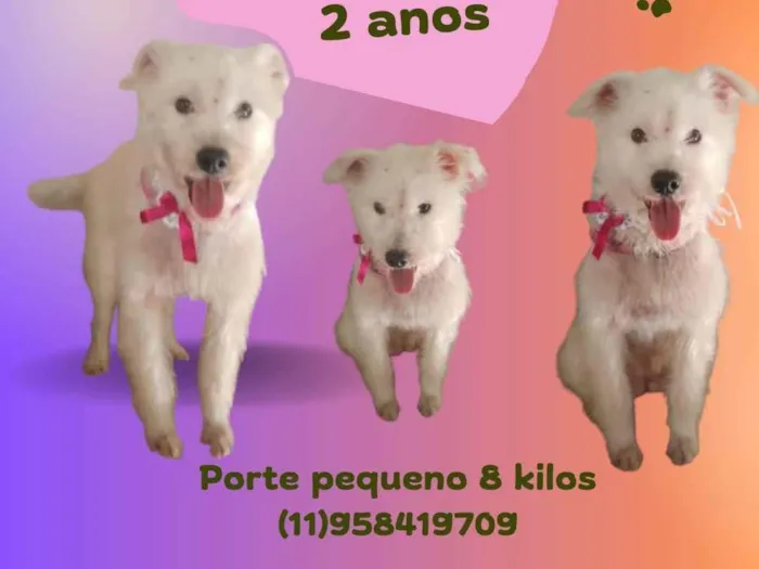 Cachorro ra a SRD-ViraLata idade 2 anos nome Sandy