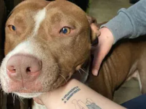 Cachorro raça Pit-Bull idade 7 a 11 meses nome ZHEUS