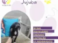 Jujuba