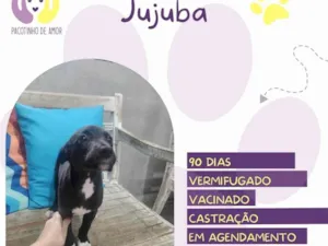 Cachorro raça SRD-ViraLata idade 2 a 6 meses nome Jujuba