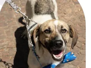 Cachorro raça SRD-ViraLata idade 1 ano nome Juninho