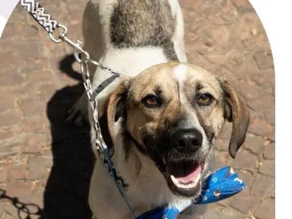 Cachorro ra a SRD-ViraLata idade 1 ano nome Juninho