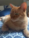 Sol ( macho)