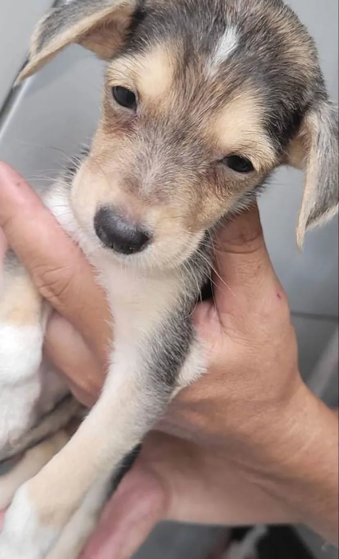 Cachorro ra a SRD-ViraLata idade 2 a 6 meses nome Maggie