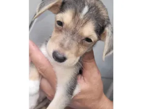 Cachorro raça SRD-ViraLata idade 2 a 6 meses nome Maggie