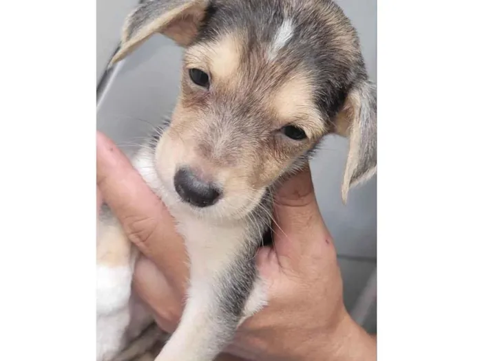 Cachorro ra a SRD-ViraLata idade 2 a 6 meses nome Maggie