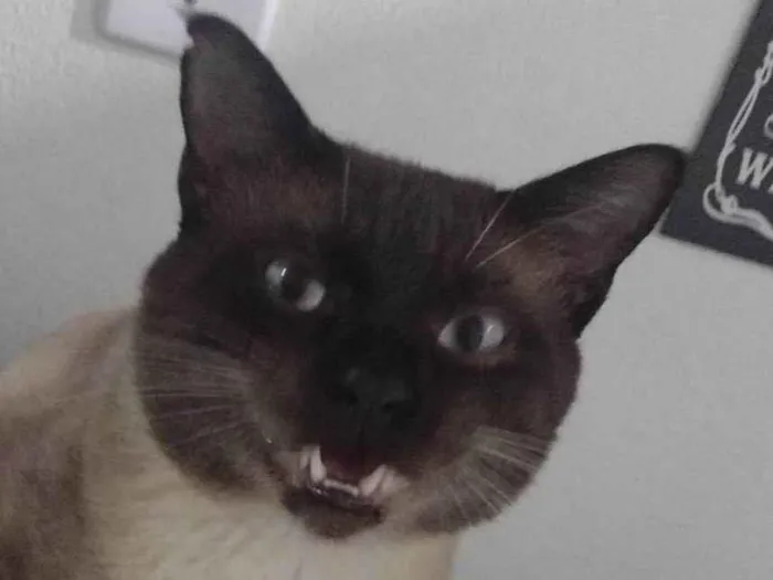 Gato ra a Siamês  idade 2 anos nome Neco