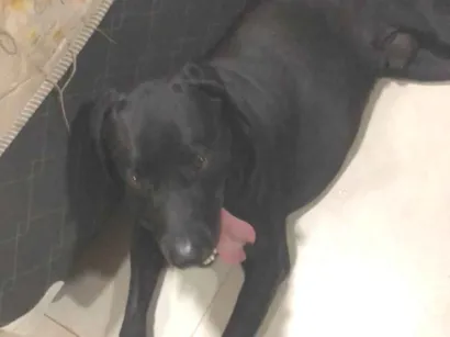 Cachorro raça Labrador idade 1 ano nome Morgan