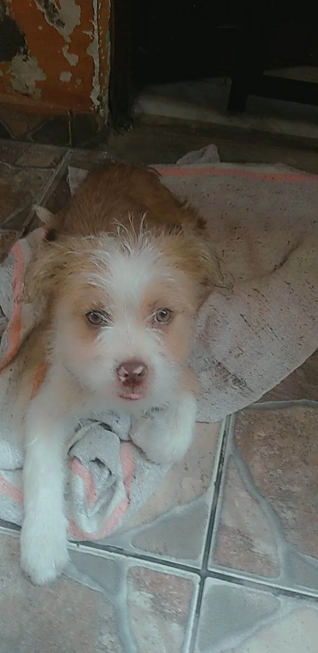 Cachorro ra a Shitzu e pitbull idade 2 a 6 meses nome Princesa