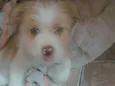 Princesa