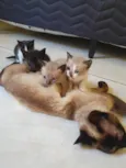 Gatinhos