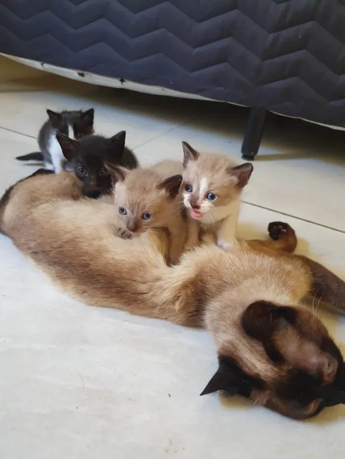 Gato ra a  idade Abaixo de 2 meses nome Gatinhos