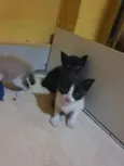 Gatinhos