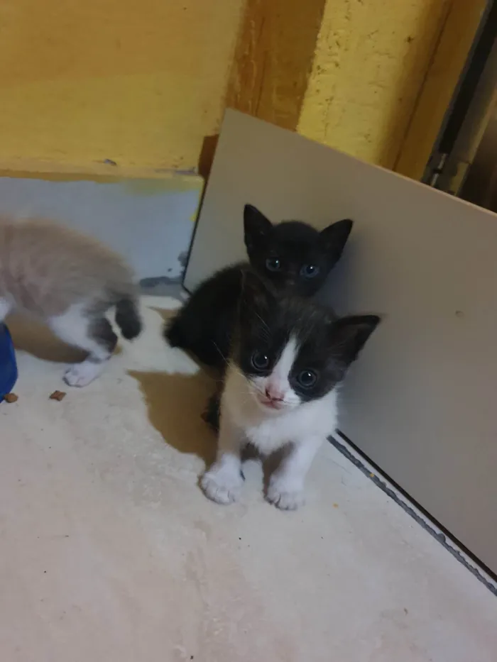 Gato ra a  idade Abaixo de 2 meses nome Gatinhos