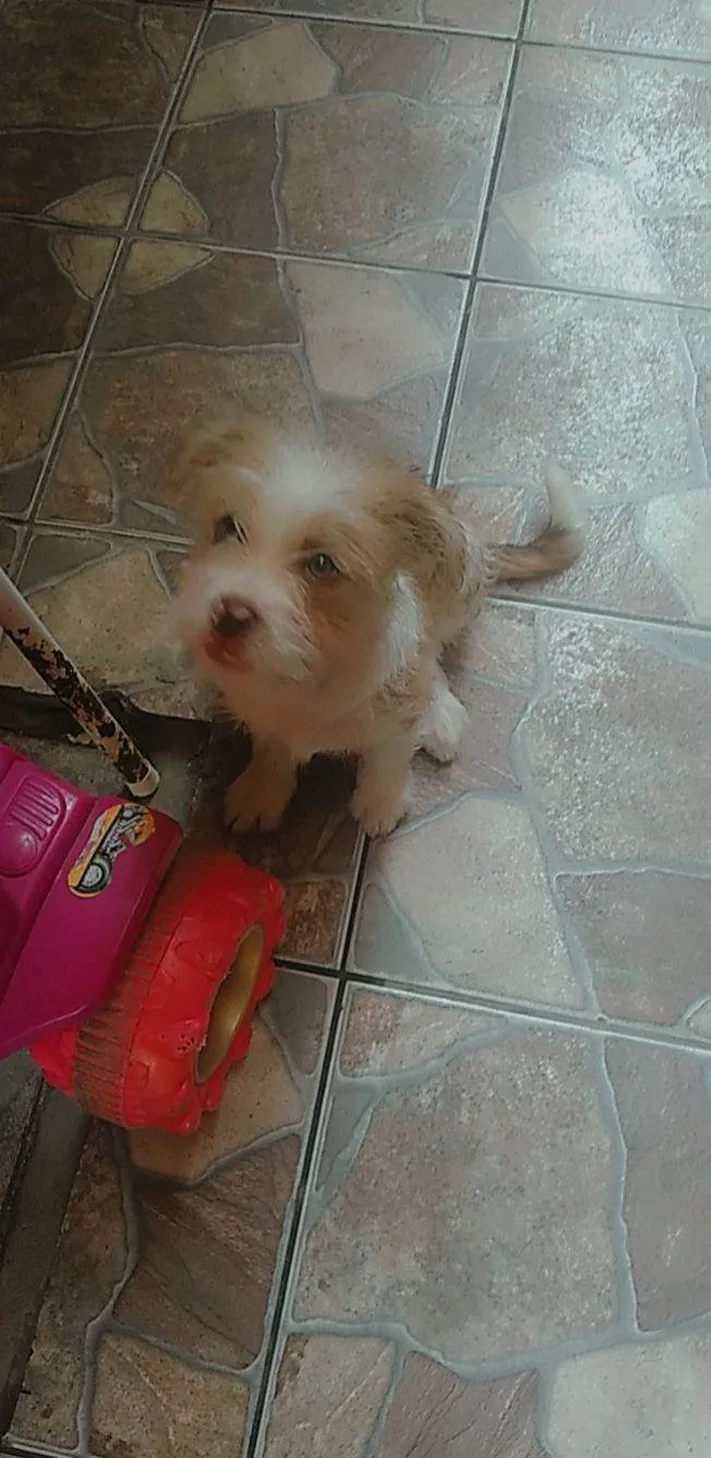 Cachorro ra a Shitzu e pitbull idade 2 a 6 meses nome Princesa