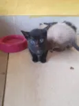 Gatinhos