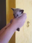 Gatinhos