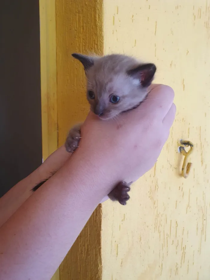 Gato ra a  idade Abaixo de 2 meses nome Gatinhos