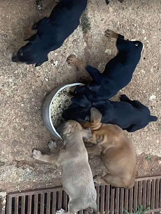 Cachorro ra a SRD-ViraLata idade Abaixo de 2 meses nome Sansão, Serena, Moana, Jatobá, Ariel