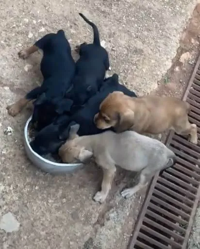 Cachorro ra a SRD-ViraLata idade Abaixo de 2 meses nome Sansão, Serena, Moana, Jatobá, Ariel