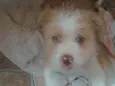 Princesa