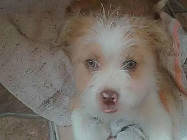Cachorro ra a Shitzu e pitbull idade 2 a 6 meses nome Princesa