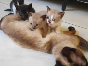 Gato raça  idade Abaixo de 2 meses nome Gatinhos