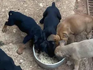 Cachorro raça SRD-ViraLata idade Abaixo de 2 meses nome Sansão, Serena, Moana, Jatobá, Ariel