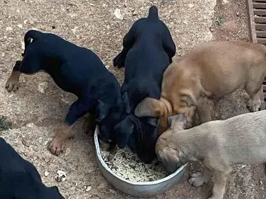 Cachorro ra a SRD-ViraLata idade Abaixo de 2 meses nome Sansão, Serena, Moana, Jatobá, Ariel