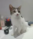 Ratinho