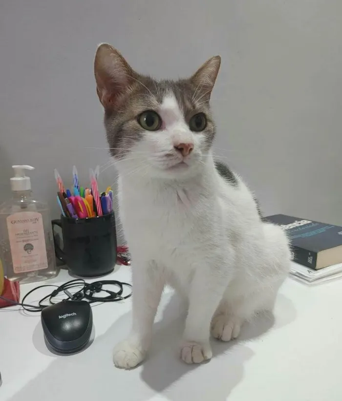 Gato ra a Preto e Branco idade 5 anos nome Ratinho