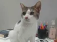 Ratinho