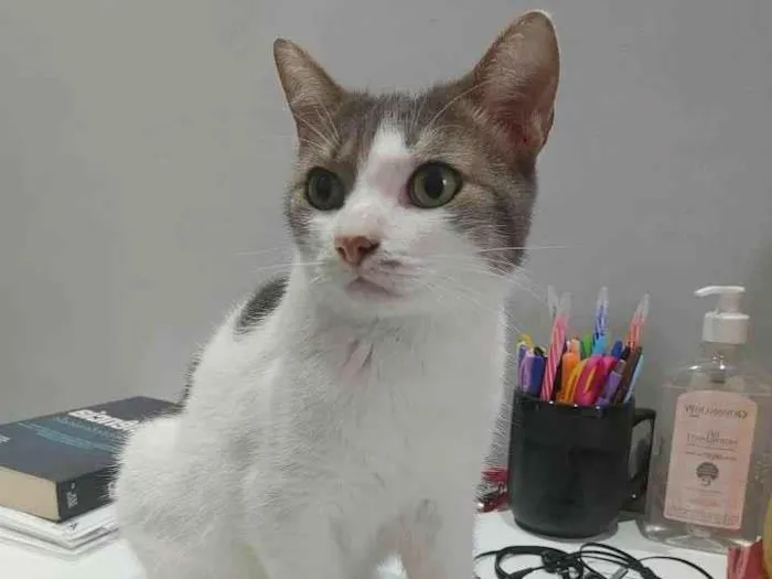 Gato ra a Preto e Branco idade 5 anos nome Ratinho