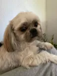 GRATIFICA - Lolla