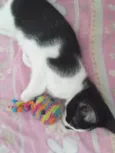 Bebezinha (Fêmea 2 meses)