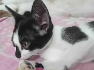 Gato raça  idade 2 a 6 meses nome Bebezinha (Fêmea 2 meses)