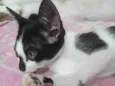 Bebezinha (Fêmea 2 meses)
